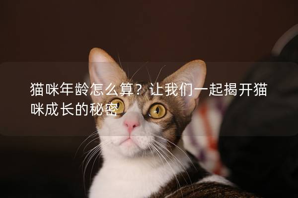 貓咪年齡怎么算？讓我們一起揭開貓咪成長的秘密