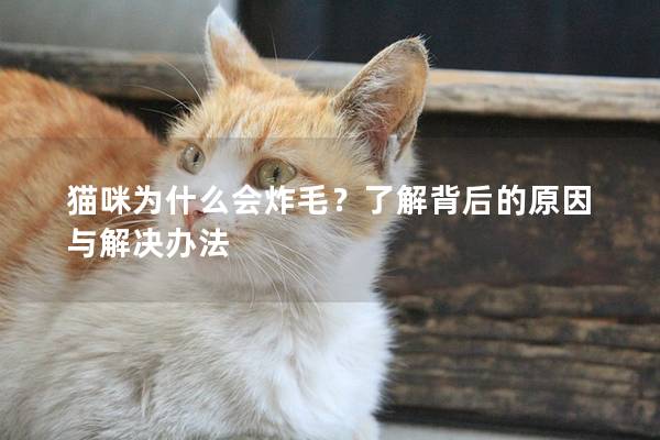 貓咪為什么會炸毛？了解背后的原因與解決辦法