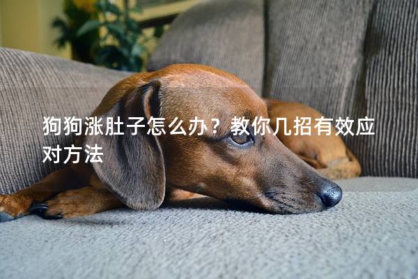 狗狗漲肚子怎么辦？教你幾招有效應對方法