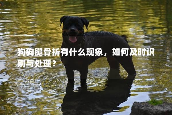 狗狗腿骨折有什么現(xiàn)象，如何及時(shí)識(shí)別與處理？