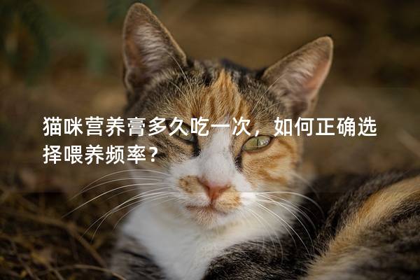 貓咪營養(yǎng)膏多久吃一次，如何正確選擇喂養(yǎng)頻率？