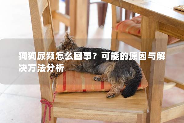 狗狗尿頻怎么回事？可能的原因與解決方法分析