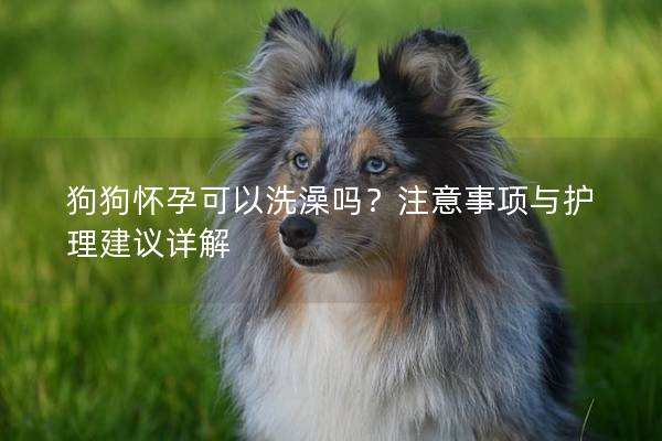 狗狗懷孕可以洗澡嗎？注意事項與護理建議詳解