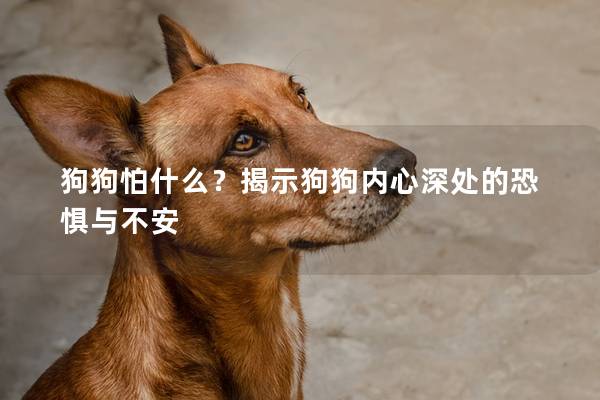 狗狗怕什么?揭示狗狗內心深處的恐懼與不安 狗狗怕什么?揭示狗狗內心深處的恐懼與不安
