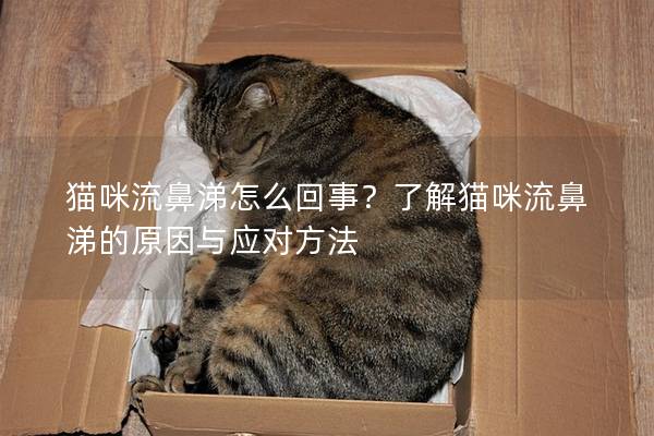 貓咪流鼻涕怎么回事？了解貓咪流鼻涕的原因與應(yīng)對(duì)方法
