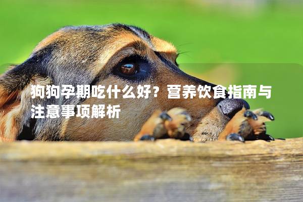 狗狗孕期吃什么好？營養(yǎng)飲食指南與注意事項解析