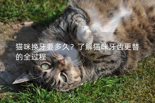 貓咪換牙要多久？了解貓咪牙齒更替的全過程