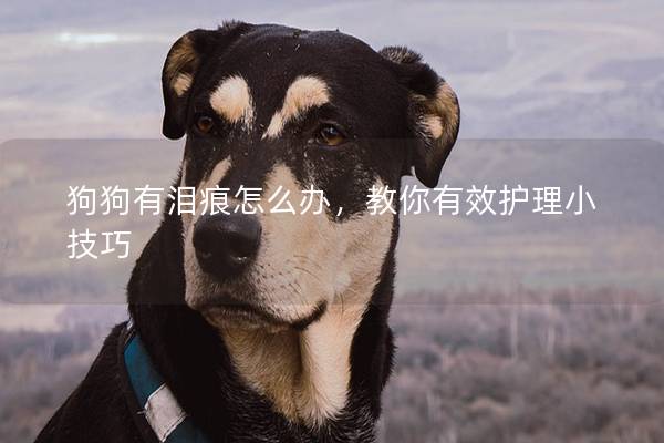 狗狗有淚痕怎么辦，教你有效護(hù)理小技巧