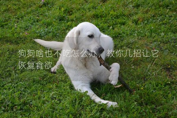 狗狗啥也不吃怎么辦，教你幾招讓它恢復食欲
