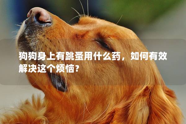 狗狗身上有跳蚤用什么藥，如何有效解決這個煩惱？