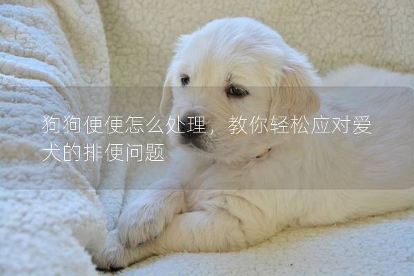 狗狗便便怎么處理，教你輕松應對愛犬的排便問題