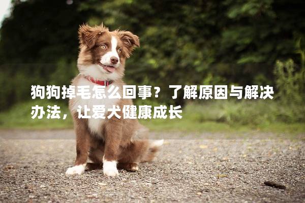 狗狗掉毛怎么回事?了解原因與解決辦法,讓愛(ài)犬健康成長(zhǎng) 狗狗掉毛怎么回事?了解原因與解決辦法,讓愛(ài)犬健康成長(zhǎng)