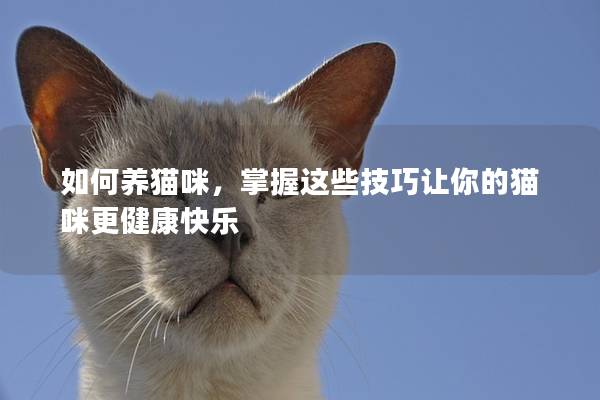如何養(yǎng)貓咪，掌握這些技巧讓你的貓咪更健康快樂