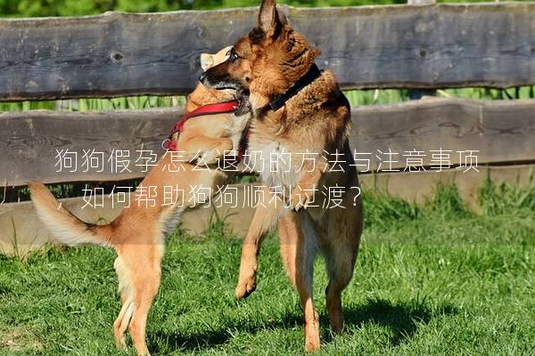 狗狗假孕怎么退奶的方法與注意事項，如何幫助狗狗順利過渡？