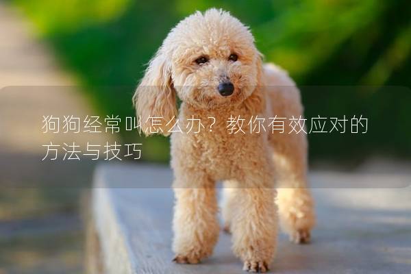 狗狗經常叫怎么辦？教你有效應對的方法與技巧