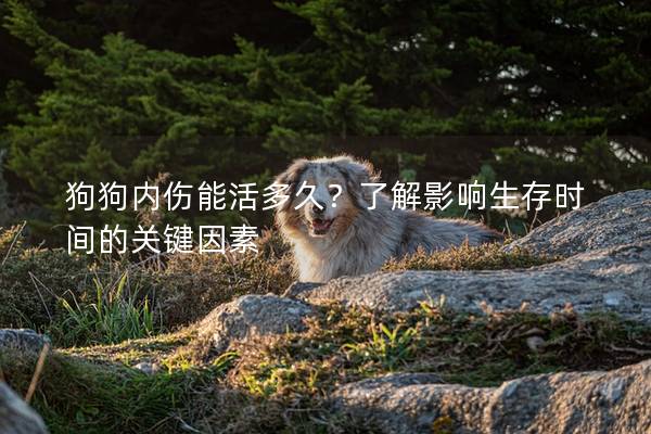狗狗內傷能活多久？了解影響生存時間的關鍵因素