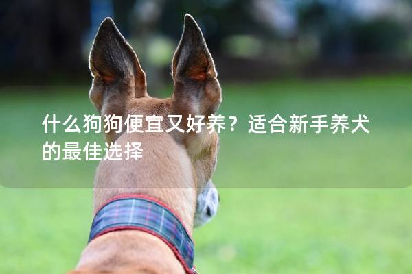什么狗狗便宜又好養？適合新手養犬的最佳選擇