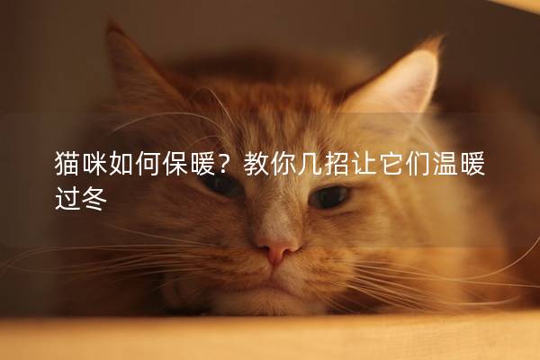 貓咪如何保暖？教你幾招讓它們溫暖過冬