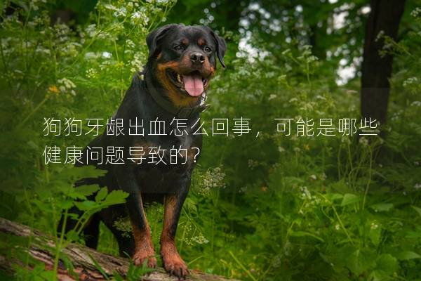 狗狗牙齦出血怎么回事，可能是哪些健康問題導致的？