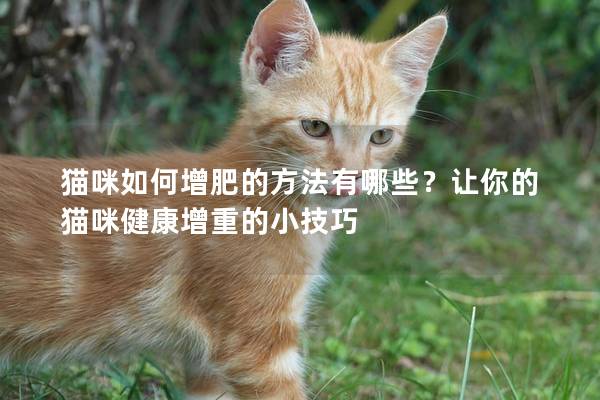 貓咪如何增肥的方法有哪些？讓你的貓咪健康增重的小技巧