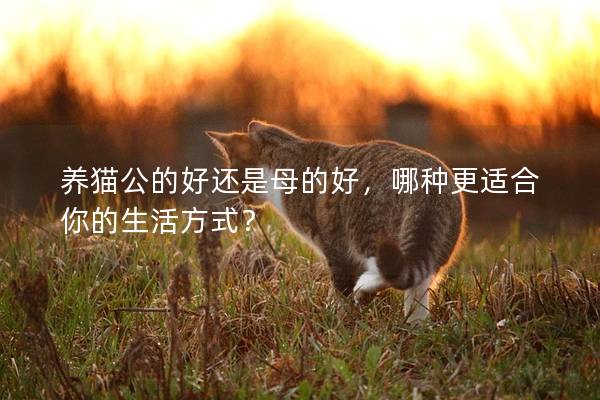 養貓公的好還是母的好，哪種更適合你的生活方式？