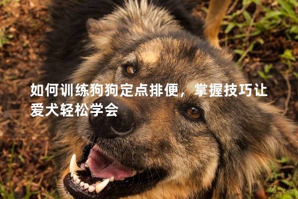 如何訓(xùn)練狗狗定點(diǎn)排便，掌握技巧讓愛犬輕松學(xué)會(huì)