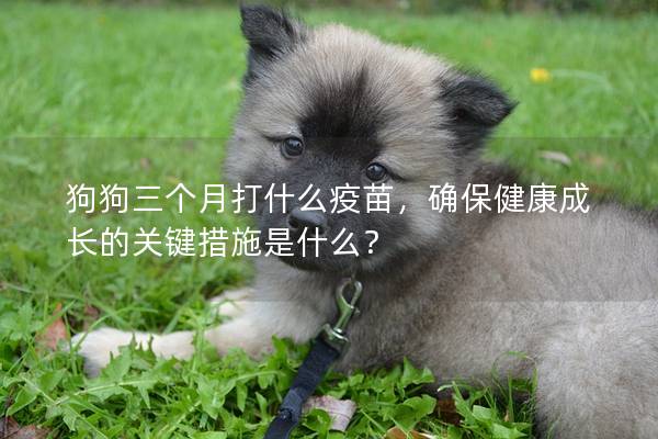 狗狗三個(gè)月打什么疫苗，確保健康成長(zhǎng)的關(guān)鍵措施是什么？