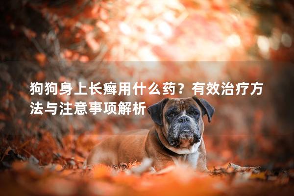 狗狗身上長癬用什么藥?有效治療方法與注意事項解析 狗狗身上長癬用什么藥?有效治療方法與注意事項解析