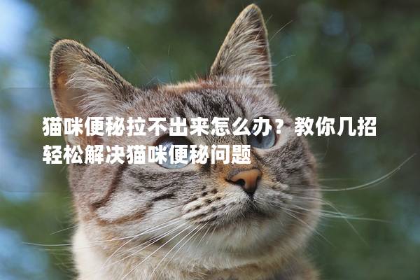 貓咪便秘拉不出來怎么辦？教你幾招輕松解決貓咪便秘問題