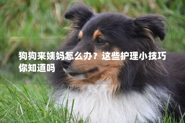 狗狗來姨媽怎么辦？這些護理小技巧你知道嗎