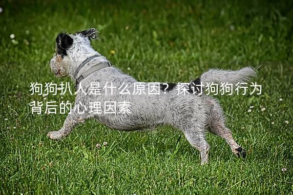 狗狗扒人是什么原因？探討狗狗行為背后的心理因素