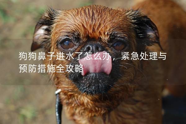 狗狗鼻子進(jìn)水了怎么辦，緊急處理與預(yù)防措施全攻略