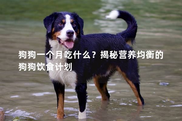 狗狗一個月吃什么？揭秘營養均衡的狗狗飲食計劃