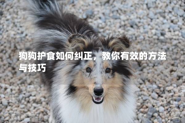狗狗護食如何糾正,教你有效的方法與技巧 狗狗護食如何糾正,教你有效的方法與技巧