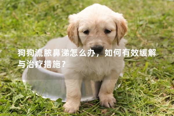狗狗流膿鼻涕怎么辦，如何有效緩解與治療措施？