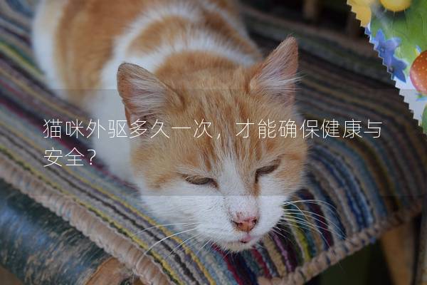 貓咪外驅(qū)多久一次，才能確保健康與安全？