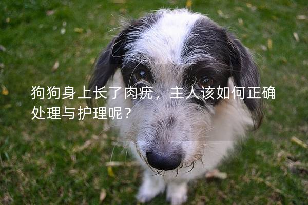 狗狗身上長(zhǎng)了肉疣，主人該如何正確處理與護(hù)理呢？