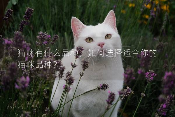 貓咪有什么品種，如何選擇適合你的貓咪品種？
