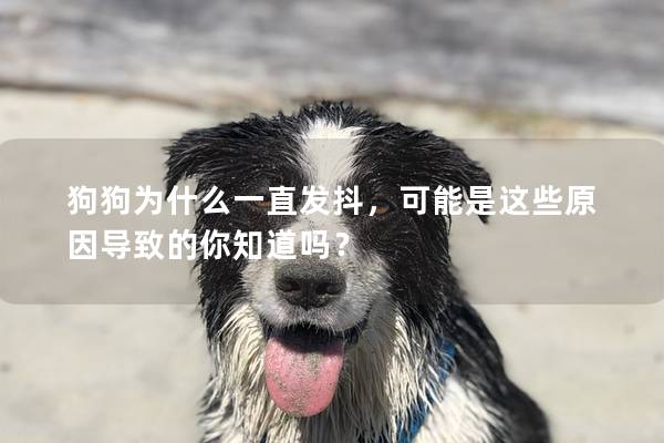 狗狗為什么一直發抖，可能是這些原因導致的你知道嗎？