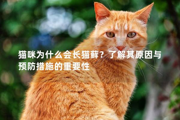 貓咪為什么會長貓?zhí)\？了解其原因與預(yù)防措施的重要性