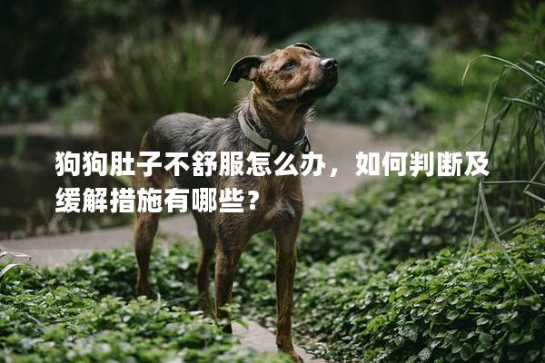 狗狗肚子不舒服怎么辦，如何判斷及緩解措施有哪些？