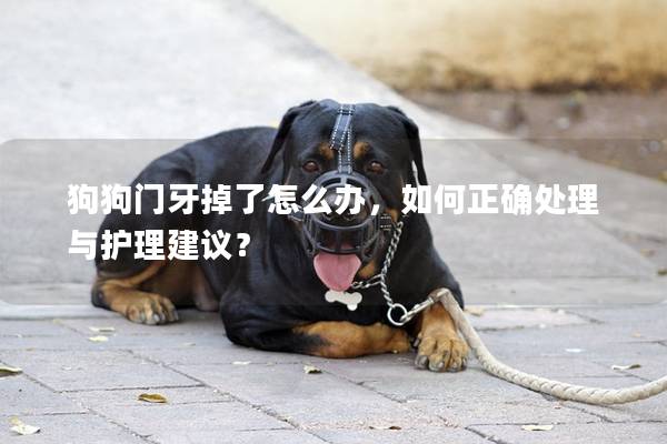 狗狗門牙掉了怎么辦，如何正確處理與護理建議？