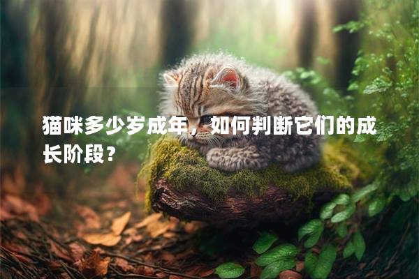 貓咪多少歲成年，如何判斷它們的成長階段？