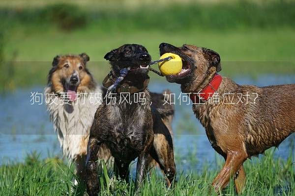 狗咬要打破傷風嗎，如何正確應對？