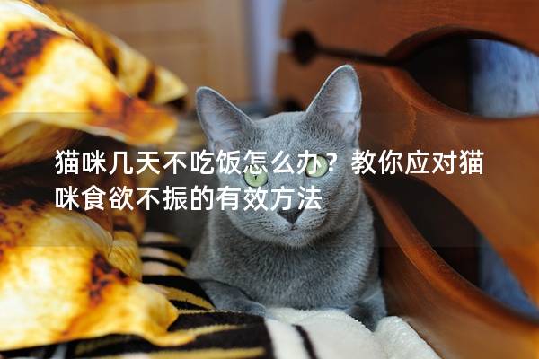 貓咪幾天不吃飯怎么辦？教你應對貓咪食欲不振的有效方法