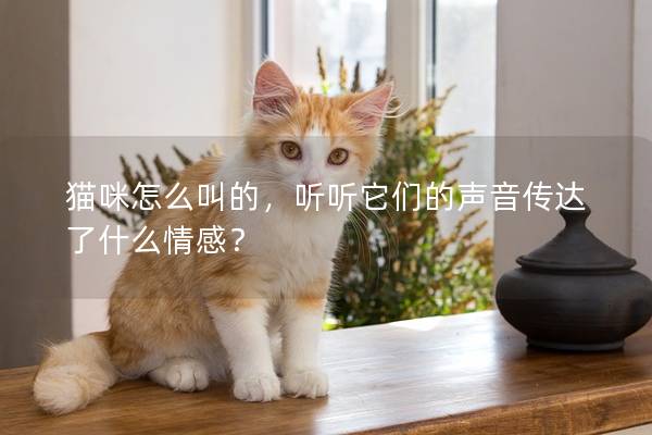 貓咪怎么叫的，聽聽它們的聲音傳達(dá)了什么情感？