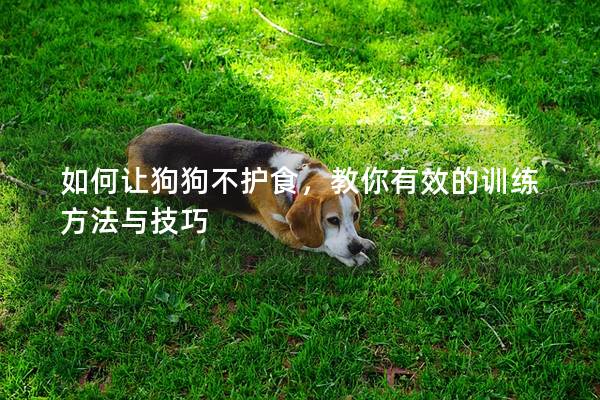 如何讓狗狗不護(hù)食，教你有效的訓(xùn)練方法與技巧