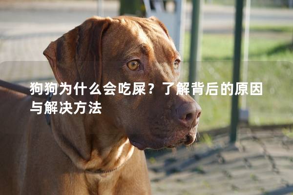 狗狗為什么會吃屎？了解背后的原因與解決方法
