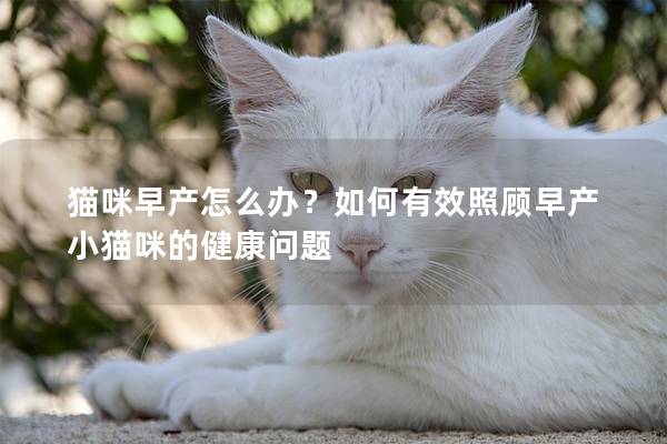貓咪早產(chǎn)怎么辦？如何有效照顧早產(chǎn)小貓咪的健康問題