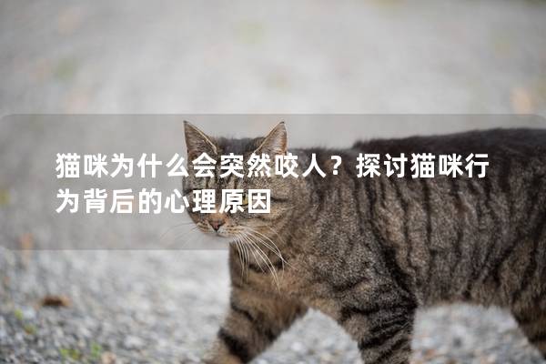 貓咪為什么會突然咬人？探討貓咪行為背后的心理原因